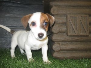 Chiots de race Jack Russell � vendre