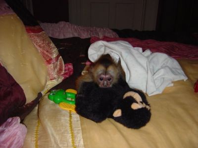 Adorable Singes  capucin de b�b� ont besoin de refuge