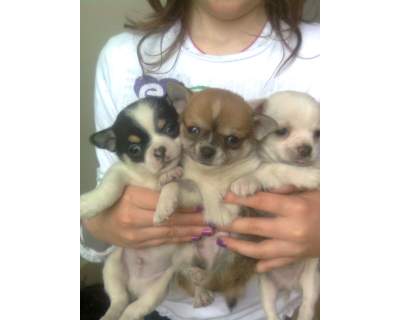 don 5 chiots chihuahua