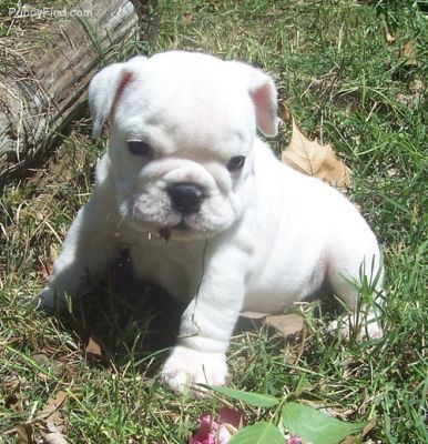 bull dog anglais form� pour une nouvelle maison