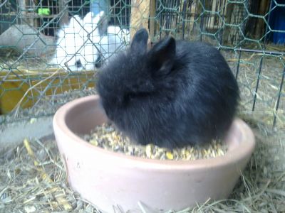 B�b� lapin nains 