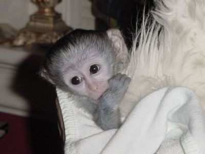 Magnifiques b�b� singe capucin en adoption
