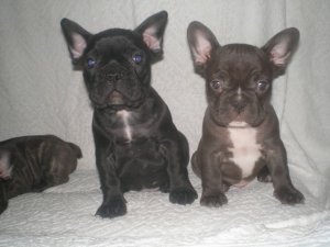 Bouledogue Fran�ais chocolat - reste 2 m�les