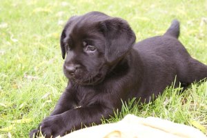 Chiots de race Labrador � vendre