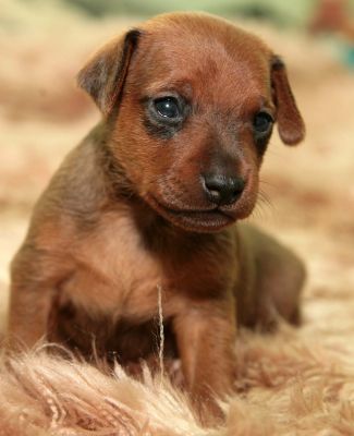 magnifique chiot Pinscher nain LOf
