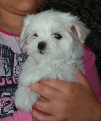 Bichon maltese  a  vendre