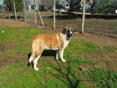 M�TIN DE L�ALENTEJO (Chien de Garde)