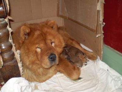 chiots chow-chow