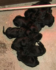 chiots Bouvier des Flandres