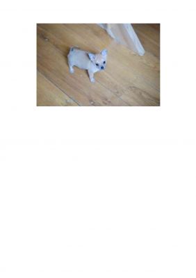 miniature femelle type chihuahua