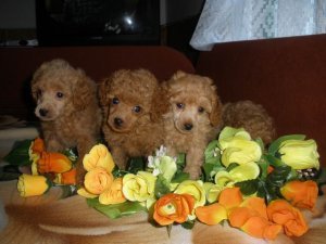 Chiots de race Caniche � vendre