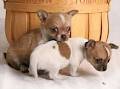 don urgent d'un couple chihuahuas