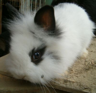 Adorables b�b�s lapins nains