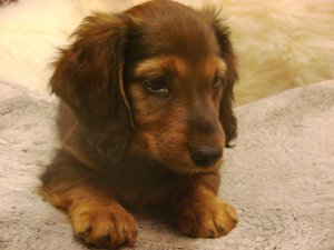 Adorables chiots Teckels � poils longs
