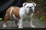 six adorables chiots bulldog anglais 