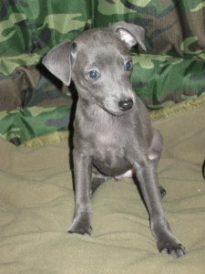 Chiots de race Levrette Italienne BLEUS