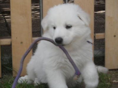 	Superbes chiots type BERGER BLANC SUISSE � donner.