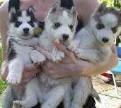six magnifiques chiots husky siberien  