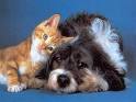 Taxi animalier et autres services pour animaux