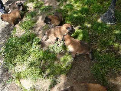 Chiots Berger Belge Tervueren