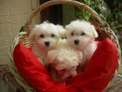 Magnifiques chiot bichon maltais a donner