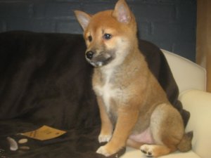 Splendides chiots de race Shiba Inu � vendre