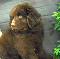 Splendides chiots Terre-Neuve BRONZE