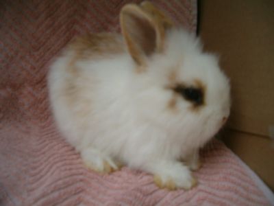 Mignons petits lapins nains