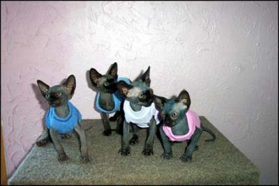 Chatons sphynx  a vendre