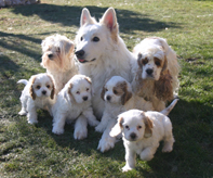 Berger Blanc Suisse