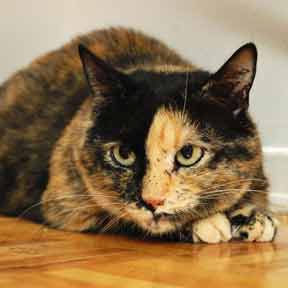 Refuge pour chats de Verdun: Journ�es d'adoption