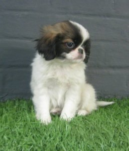 Adorables chiots Epagneul Japonais