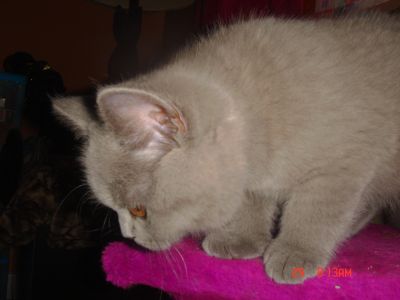 disponible chatons 