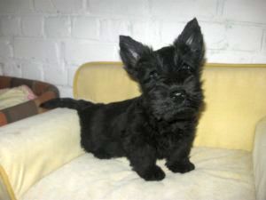 Chiots de race Scottish Terrier � vendre