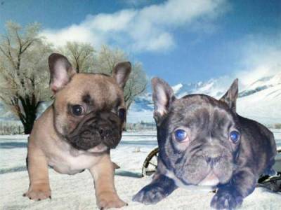 Bouledogue francais a donner contre bon soin