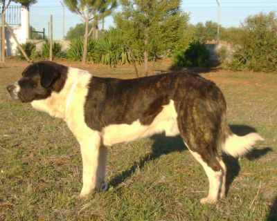 M�TIN DE L�ALENTEJO (Chien de Garde)