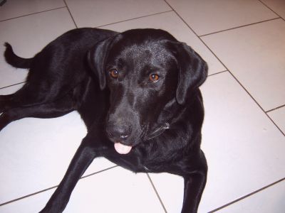 Perdu chienne labrador noire