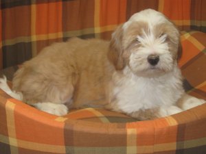 Magnifiques chiots Terrier du Tibet � vendre