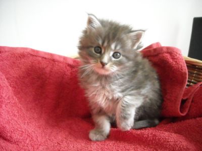  Donne chatons maine coon
