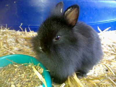 B�b� lapin nains 2 mois
