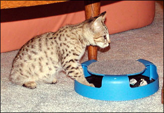 SANT� F1 CHATONS SAVANNAH DISPONIBLES