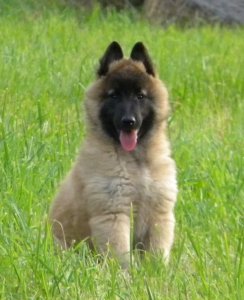 Splendides chiots Berger de Tervuren � vendre