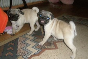 Adotables chiots de race Carlin � vendre