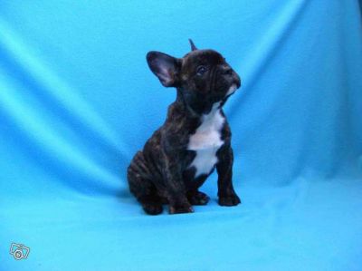 3 Chiots bouledogue fran�ais lof 