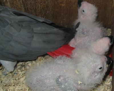 Don de notre perroquet Gris du Gabon ainsi que ses 3 petits enfants