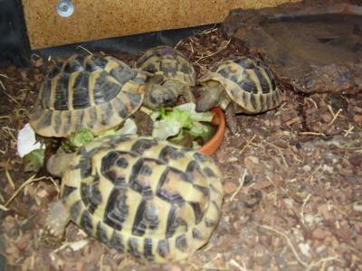 don de nos 4 tortues hermann hermann en parfaite sant�