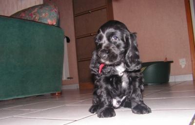 don de notre chiot Cocker spaniel m�le de 3 mois en parfaite sant�.