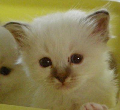 Chatons Sacr�s de Birmanie � vendre