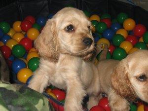 Chiots Cocker Americain