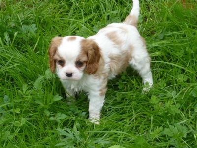 Chiots Cavalier King Charles